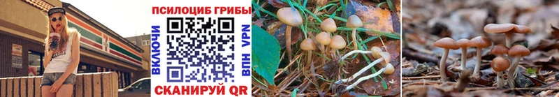 Псилоцибиновые грибы Psilocybine cubensis  Кувандык 